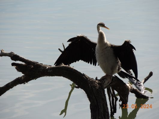 Australasian Darter Female